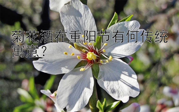 菊花酒在重阳节有何传统寓意？