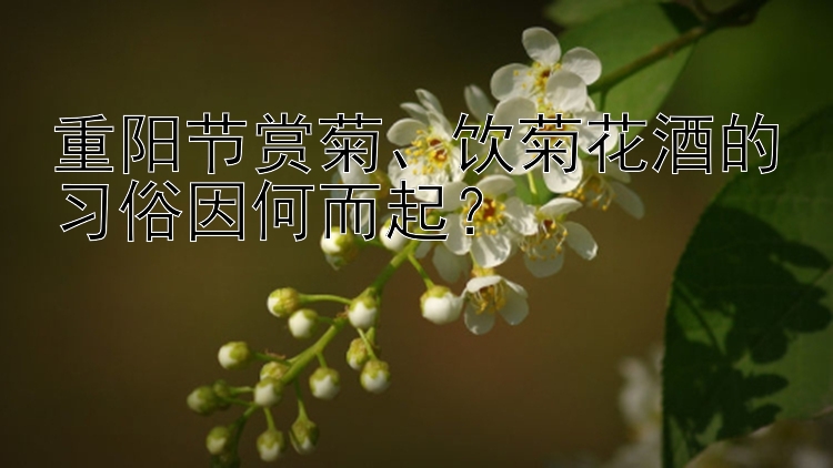 重阳节赏菊、饮菊花酒的习俗因何而起？