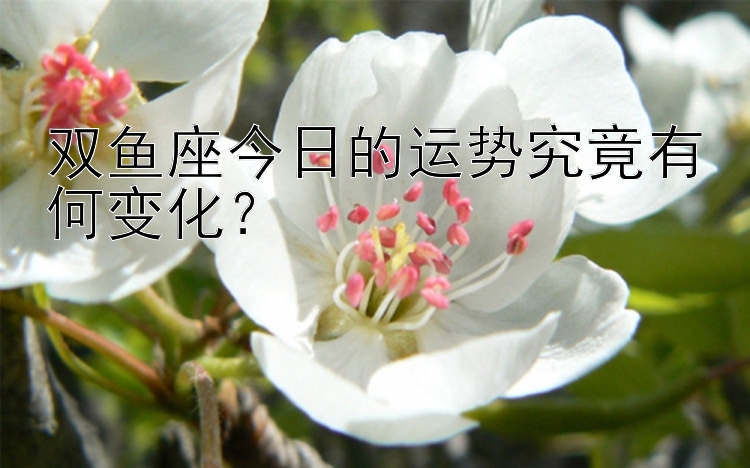 双鱼座今日的运势究竟有何变化？